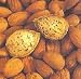 All in One Almond Tree Dwarf Five Gallon