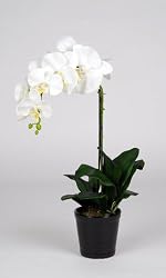 Artificial 22" Single Stem Phalaenopsis Orchid