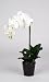 Artificial 22" Single Stem Phalaenopsis Orchid