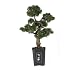 Nearly Natural Cedar Bonsai 36 inch Silk Plant