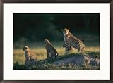A group of African cheetahs keep a wary eye out for predators and prey Subject Framed Art Poster Print by Chris Johns, 29x21