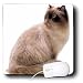   - Cats - Himalayan - Mouse Pads