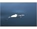 Photographic Print of Adult Dalls Porpoise (Phocoenoides dalli) surfacing in Southeast Alaska,... from Specialist Stock