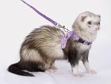 Marshall Pet Peter Rabbit Walking Jacket w/Matching Lead