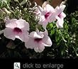 Variegated Pink Bower Vine Five Gallon Plant
