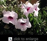 Variegated Pink Bower Vine Five Gallon Plant