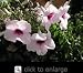 Variegated Pink Bower Vine Five Gallon Plant