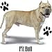 Pit Bull Adult T-Shirt