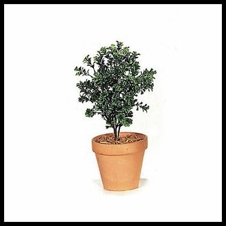 Autograph Foliages A-040 20 in. Small Boxwood44; Green