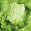 Iceberg Lettuce 3000 Seeds