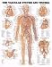` Vascular System Chart 20w X 26h Classic illustrations by Peter Bachin * Shows system on body * I