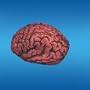 Bloody Brain
