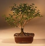 Bonsai Boy's Flowering Winter Jasmine Bonsai Tree jasminum nudiflorum