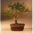 Bonsai Boy's Winter Jasmine Bonsai Tree<br><i>(jasminum nudiflorum)</i>