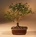 Bonsai Boy's Flowering Winter Jasmine Bonsai Tree jasminum nudiflorum