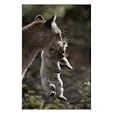 Mother Mountain Lion, Felis Concolor, Carries a Two-Week-Old Kitten Photographic Print by Jim And Jamie Dutcher, 18" x 24"
