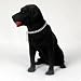 Black Lab Figurine - MyDog