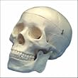 Budget Life-Size Skull