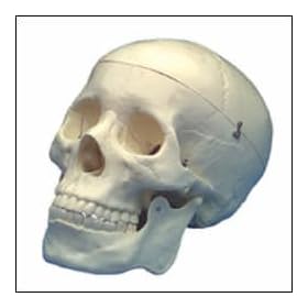 Budget Life-Size Skull