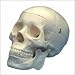 Budget Life-Size Skull