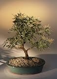 Andromeda Bonsai Tree.(pieris japonica variegata)