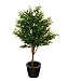 Olive tree 130cm
