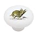 Styracosaurus Dinosaur Decorative High Gloss Ceramic Drawer Knob