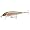 Rainbow Trout