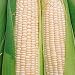 Organic Stowell's Sweet Corn - 100 Seeds