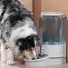 Pet Supplies : Pet Waterer-Holds 3 Gallons of Water (Light Grey) (10.5"H x 23"W x 10.5"D)