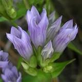 Stiff Gentian (Gentiana quinquefolia) - Jumbo Wildflower Seed Packet