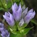 Stiff Gentian (Gentiana quinquefolia) - Jumbo Wildflower Seed Packet