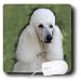 poodle10  - Dogs Poodle Standard Poodle Mouse Pads