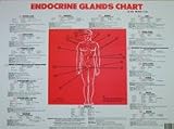 Endocrine Gland Chart, By Dr. Norman Walker