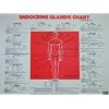 Endocrine Gland Chart, By Dr. Norman Walker