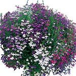 Outdoor Living : Lobelia Cascade Mixed Seeds (1 Pkt - 650 seeds)
