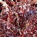 Seeds of Change: Red Oak Leaf Lettuce Heirloom Seeds