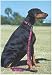 Lupine Large Dog Leash - Ruby Cube 4 ft.