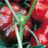 Organic Red Ruffled Pimiento Sweet Pepper - 50 Seeds