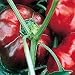 Organic Red Ruffled Pimiento Sweet Pepper 50 Seeds