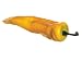 7 Chili Pepper Yellow (Pack of 12)