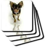 Dogs Chihuahua - Long Hair Chihuahua - Coasters