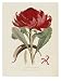 A Specimen of the Botany of New Holland Art Styles Giclee Poster Print by James Edward Smith, 12x16