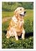 Golden Retriever Fine Art Blank Greeting Card