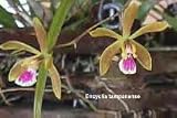 Encyclia tampensis 127