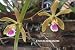 Encyclia tampensis 127
