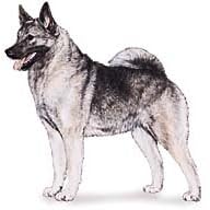 7.5cm x 5cm Acrylic Fridge Magnet-Elkhound 1