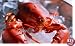 8 Live Maine Lobster ( 1.2 - 1.45lbs. )