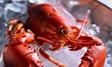 4 Live Maine Lobster ( 1.2 - 1.45lbs. )