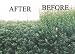 Atrimmec Plant Growth Regulator